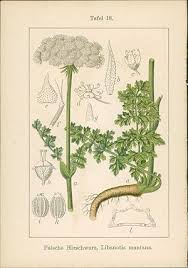 Attēlu rezultāti vaicājumam “Libanotis montana”