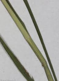 Attēlu rezultāti vaicājumam “Glyceria striata fruit”