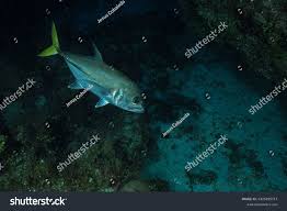 Image result for Caranx latus
