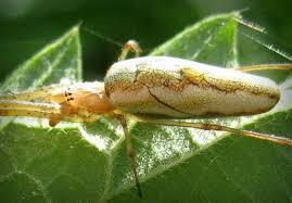 Attēlu rezultāti vaicājumam “Tetragnatha montana”