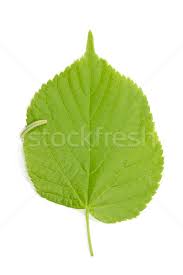 Attēlu rezultāti vaicājumam “Corylus avellana leaf”
