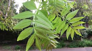 Attēlu rezultāti vaicājumam “Fraxinus excelsior Pendula”