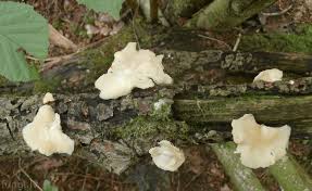 Attēlu rezultāti vaicājumam “Lentinus suavissimus”