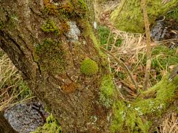 Attēlu rezultāti vaicājumam “Ulota crispa”