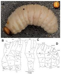 Attēlu rezultāti vaicājumam “Cleonis pigra”