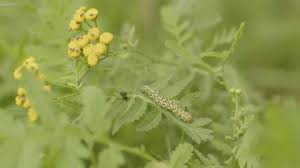 Attēlu rezultāti vaicājumam “Cucullia verbasci larva”