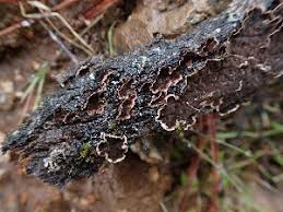 Attēlu rezultāti vaicājumam “Peniophora laurentii”