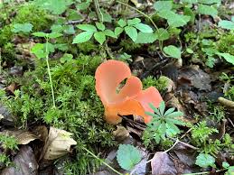 Attēlu rezultāti vaicājumam “Tremiscus helvelloides”