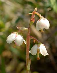 Attēlu rezultāti vaicājumam “Pyrola media”