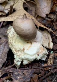 Attēlu rezultāti vaicājumam “Geastrum”