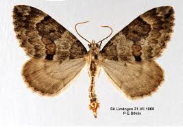 Attēlu rezultāti vaicājumam “Thera variata”