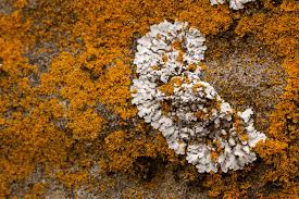 Attēlu rezultāti vaicājumam “Physconia detersa”