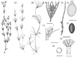 Attēlu rezultāti vaicājumam “Chara intermedia male”