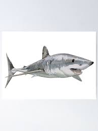 Image result for Isurus oxyrinchus