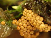 Attēlu rezultāti vaicājumam “Oligonema affine”