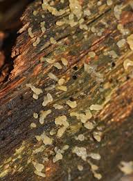 Attēlu rezultāti vaicājumam “Calocera pallidospathulata”