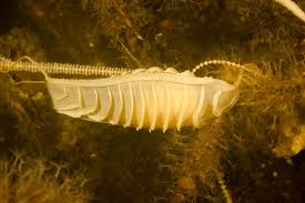 Image result for Cephaloscyllium laticeps