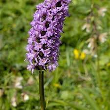 Attēlu rezultāti vaicājumam “Gymnadenia conopsea bud”