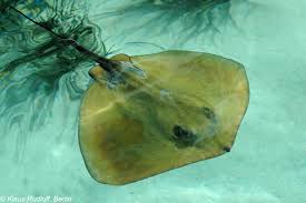 Image result for Dasyatis pastinaca