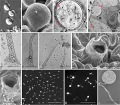 Attēlu rezultāti vaicājumam “Didymium minus stalked”