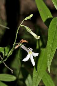 Attēlu rezultāti vaicājumam “Lobeliaceae”