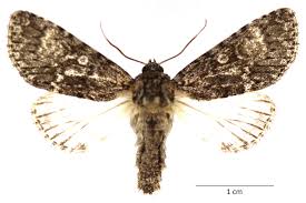 Attēlu rezultāti vaicājumam “Acronicta megacephala larva”