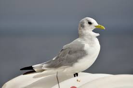 Attēlu rezultāti vaicājumam “Rissa tridactyla”