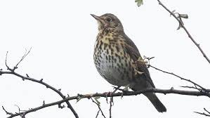 Attēlu rezultāti vaicājumam “Turdus philomelos”