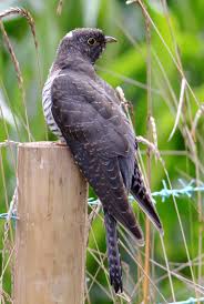 Attēlu rezultāti vaicājumam “Cuculus canorus juvenile”