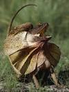 lizard