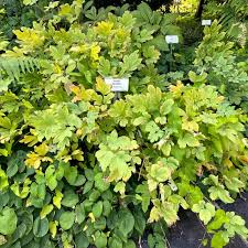 Image result for tränendes Herz