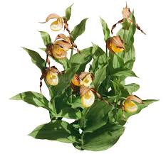 Attēlu rezultāti vaicājumam “Cypripedium calceolus leaf”