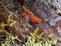 Attēlu rezultāti vaicājumam “Physarum diderma macro”