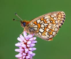 Attēlu rezultāti vaicājumam “Boloria eunomia underside”
