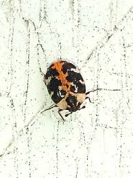 Attēlu rezultāti vaicājumam “Anthrenus scrophulariae”