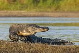 Image result for Alligator mississippiensis