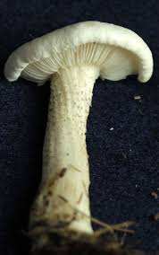 Image result for Melanoleuca rasilis var. pseudoluscina