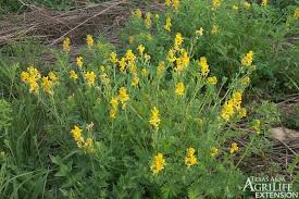 Attēlu rezultāti vaicājumam “Corydalis”