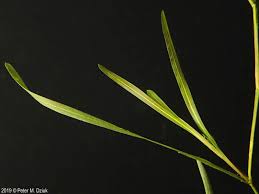 Attēlu rezultāti vaicājumam “Potamogeton compressus”