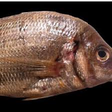 Image result for Diplodus vulgaris
