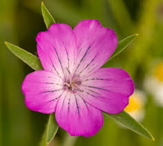 Image result for Agrostemma githago