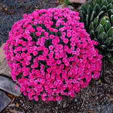 Image result for Dianthus