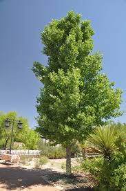 Attēlu rezultāti vaicājumam “Populus nigra Italica”