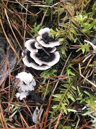 Attēlu rezultāti vaicājumam “Phellodon melaleucus”