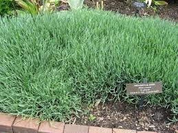 Attēlu rezultāti vaicājumam “Gulielmina vermicularis sessile”