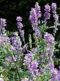 Attēlu rezultāti vaicājumam “Galega orientalis fruit”