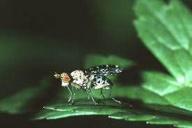 Attēlu rezultāti vaicājumam “Trypetoptera punctulata”