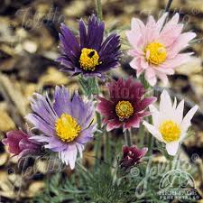 Image result for Pulsatilla