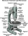Olympus Microscopy Resource Center | Polarized Light Microscopy ...