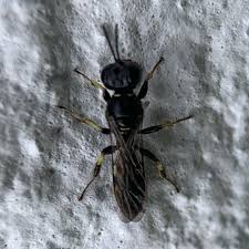 Attēlu rezultāti vaicājumam “Crabronidae”